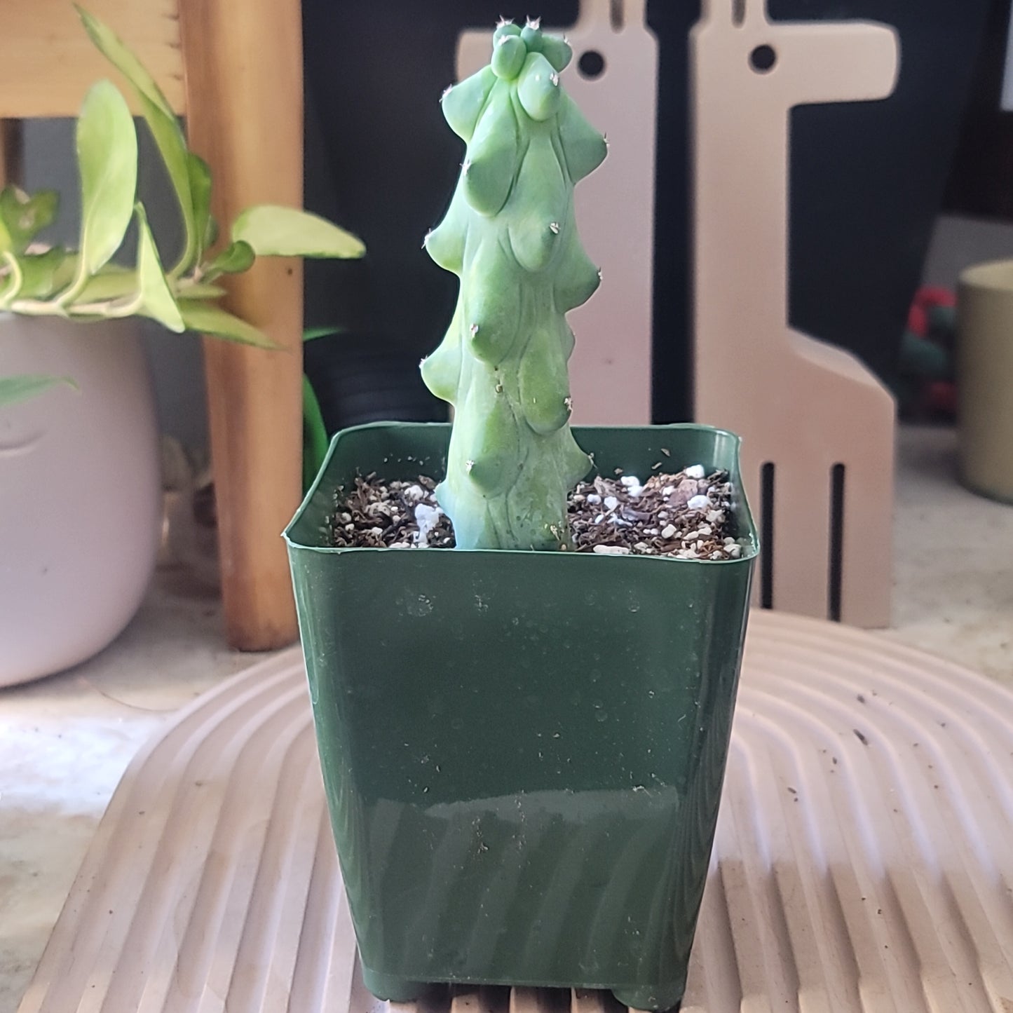Boob Cactus - Myrtillocactus geometrizans