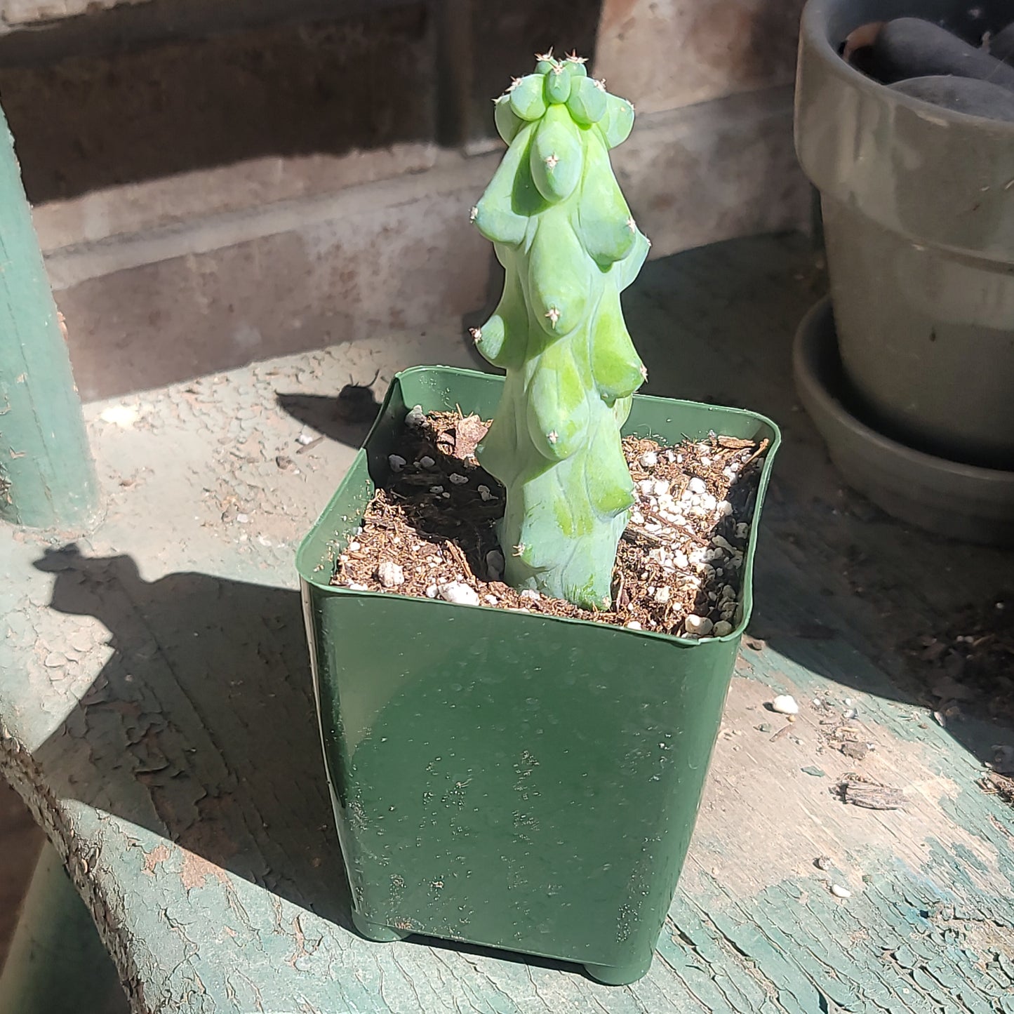 Boob Cactus - Myrtillocactus geometrizans