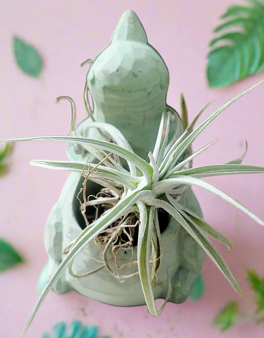 Dinosaur Pot