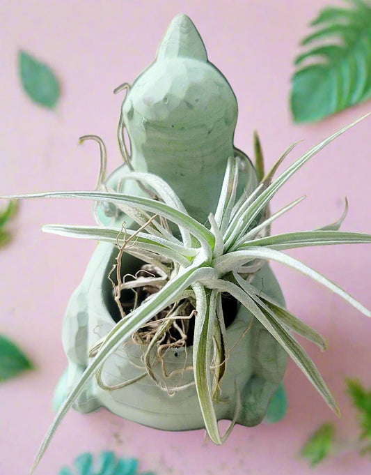 Dinosaur Pot
