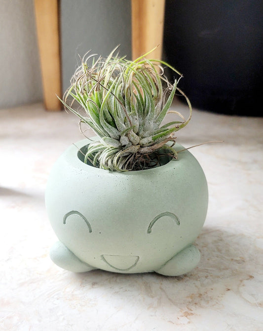 Oddish Planter