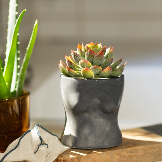 Booby Planter - Celebrate Body Positivity