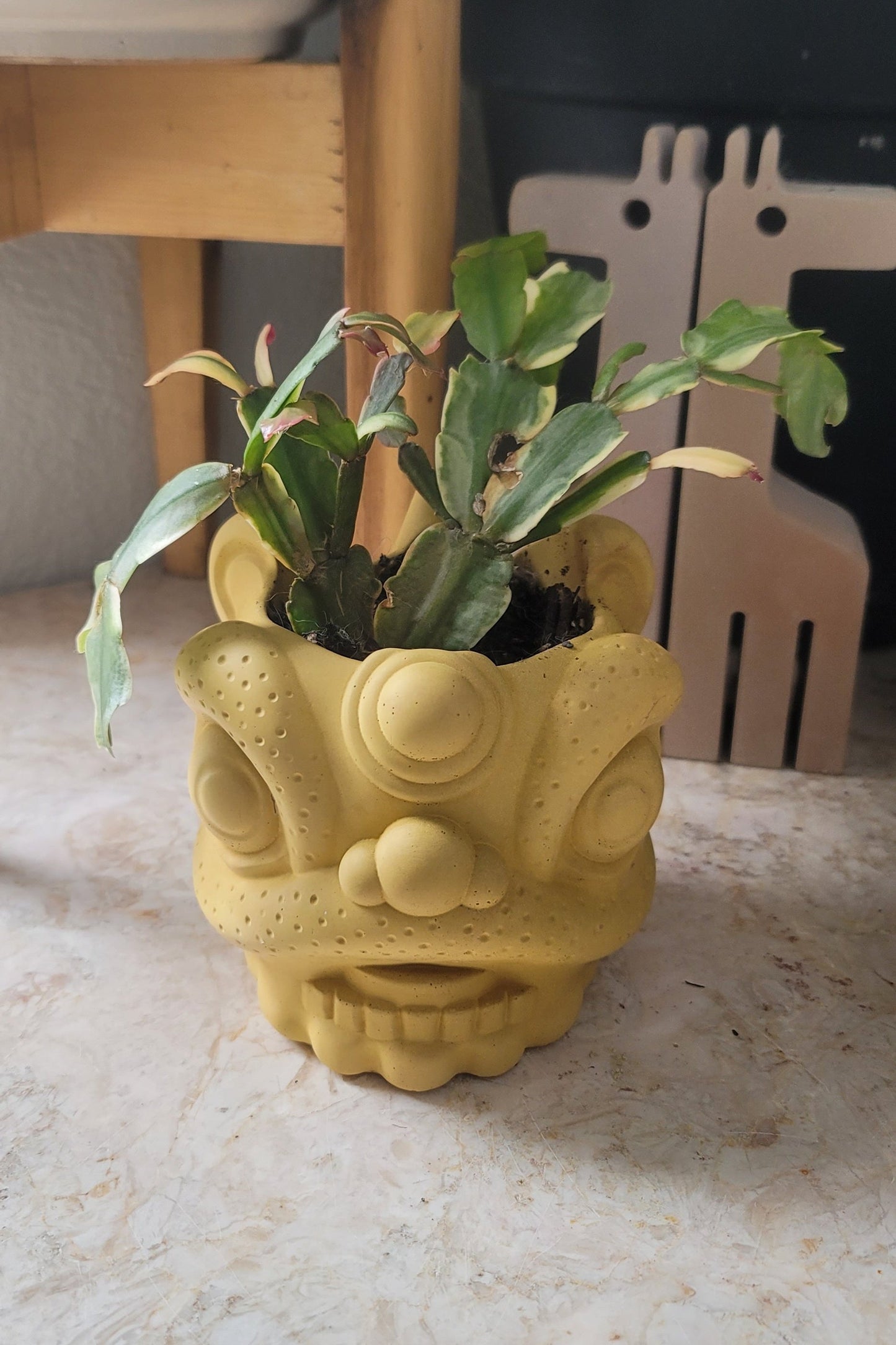 A tarnished brass lion head planter, showcasing its vintage-inspired patina, holding a lush variegated Christmas cactus. The planter sits elegantly on a marble table, creating a striking contrast between the earthy tones of the plant and the sleek, refined surface of the marble.