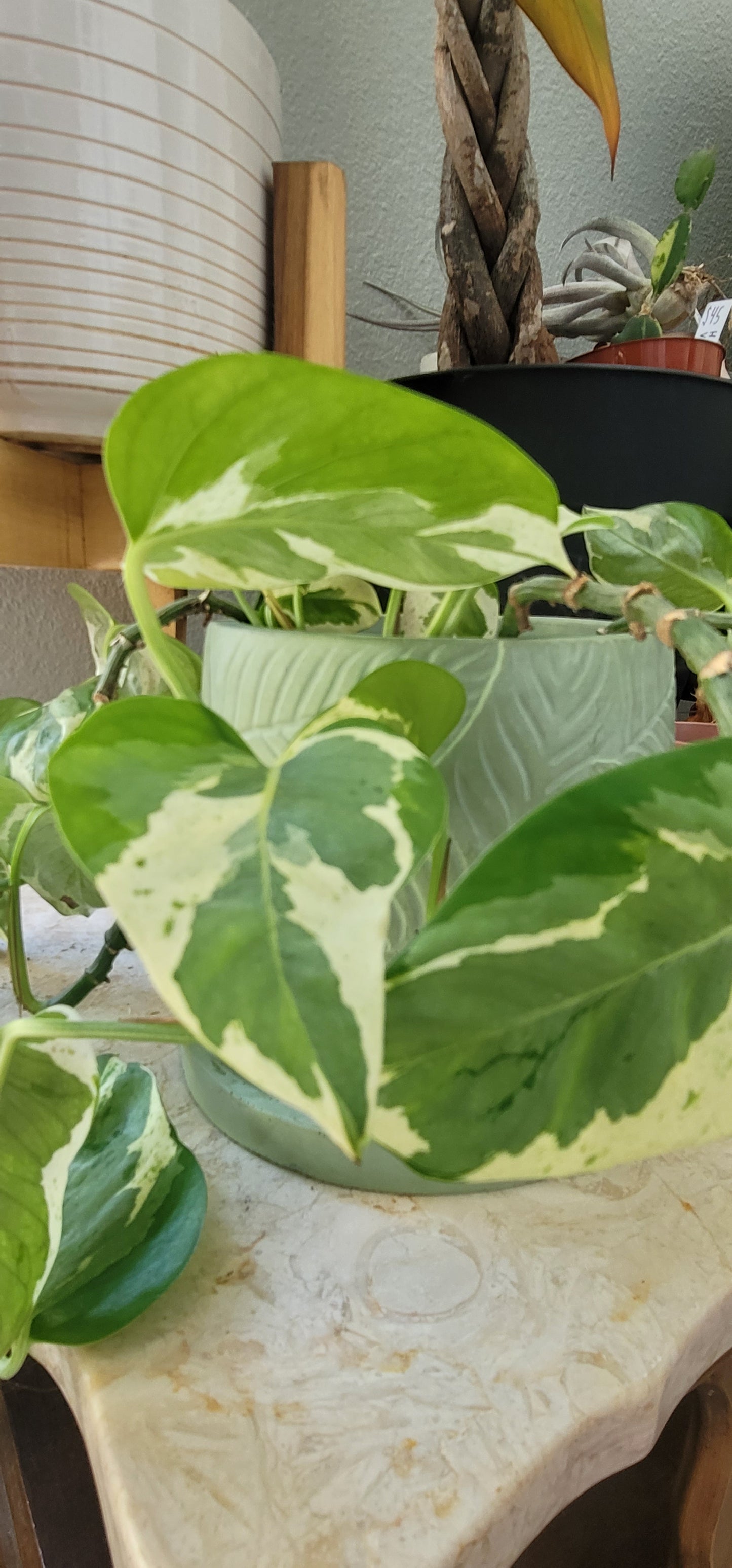 6 inch planter with pothos