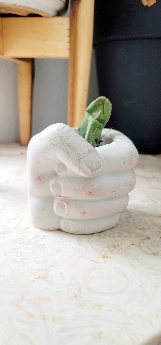 Fist Plant Pots