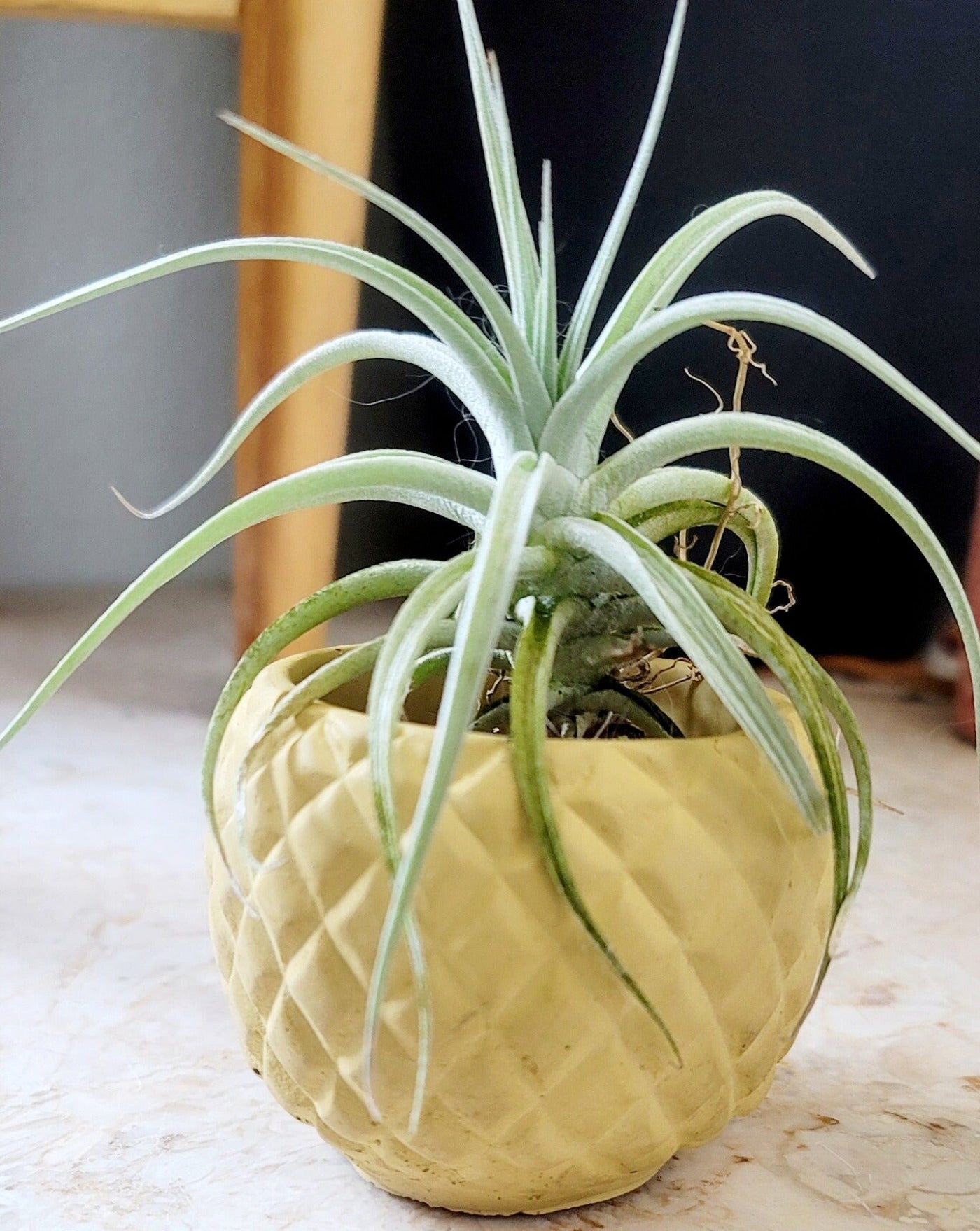 pineapple planter Pineapple Planter – JustJinxd