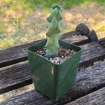Boob Cactus - Myrtillocactus geometrizans