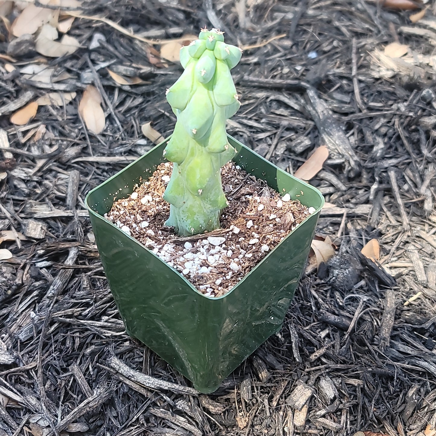 Boob Cactus - Myrtillocactus geometrizans