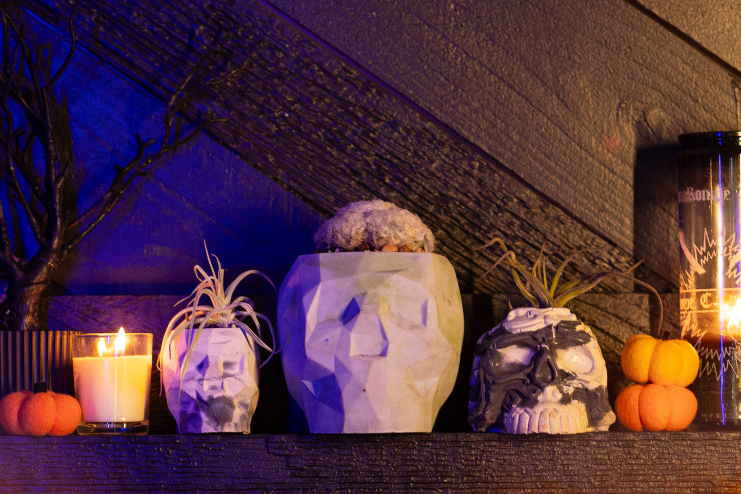 A spooky Halloween-themed display on a dark shelf featuring three skull-shaped cement planters. The center planter is the largest, with a light green tint and a fuzzy cactus inside. The two smaller skull planters flanking it are holding air plants, with one skull in white and gray tones, and the other resembling a classic black-and-white skull. Surrounding the planters are small orange pumpkins, a lit yellow candle, and a tall candle in a glass jar. eerie and gothic atmosphere.