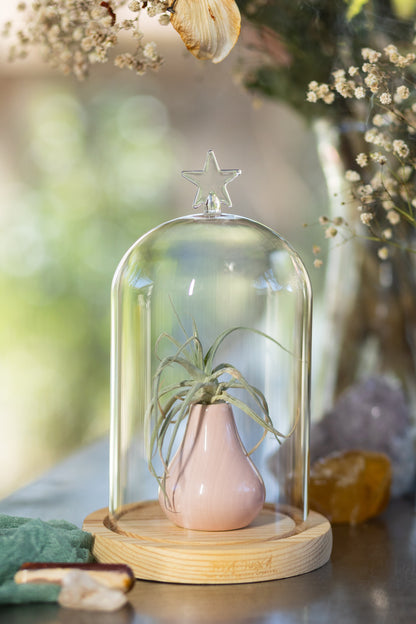 Glass Dome with Star Topper